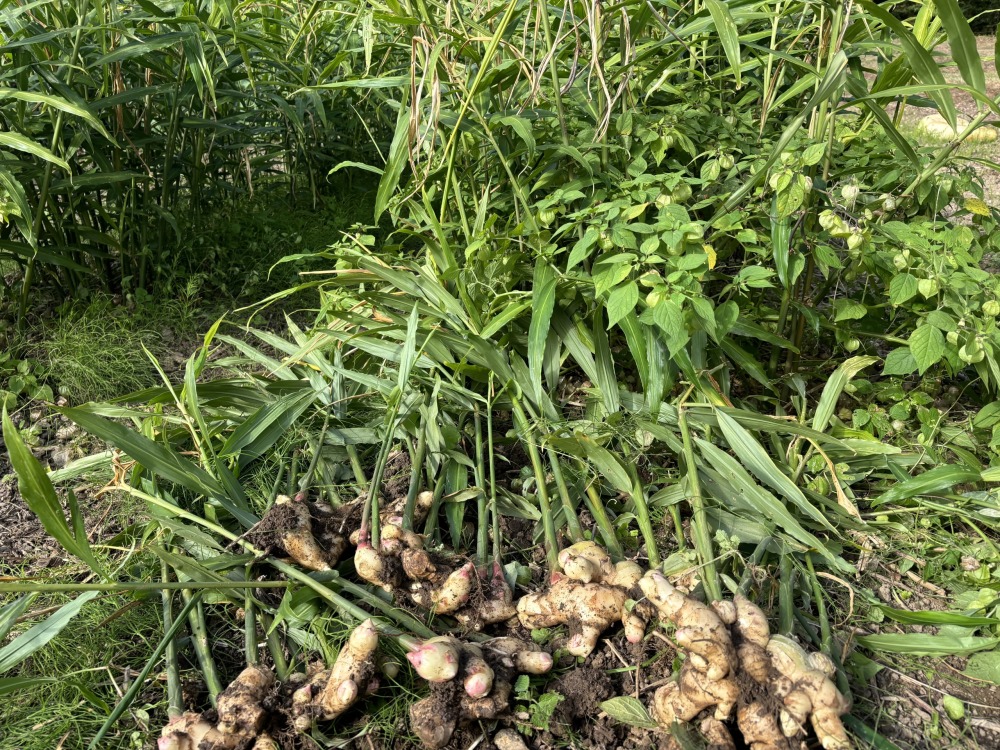 肥料農薬なしで元気に育つ生姜の通販