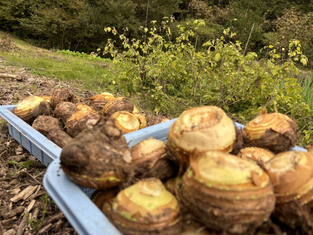 山で育った自然栽培野菜