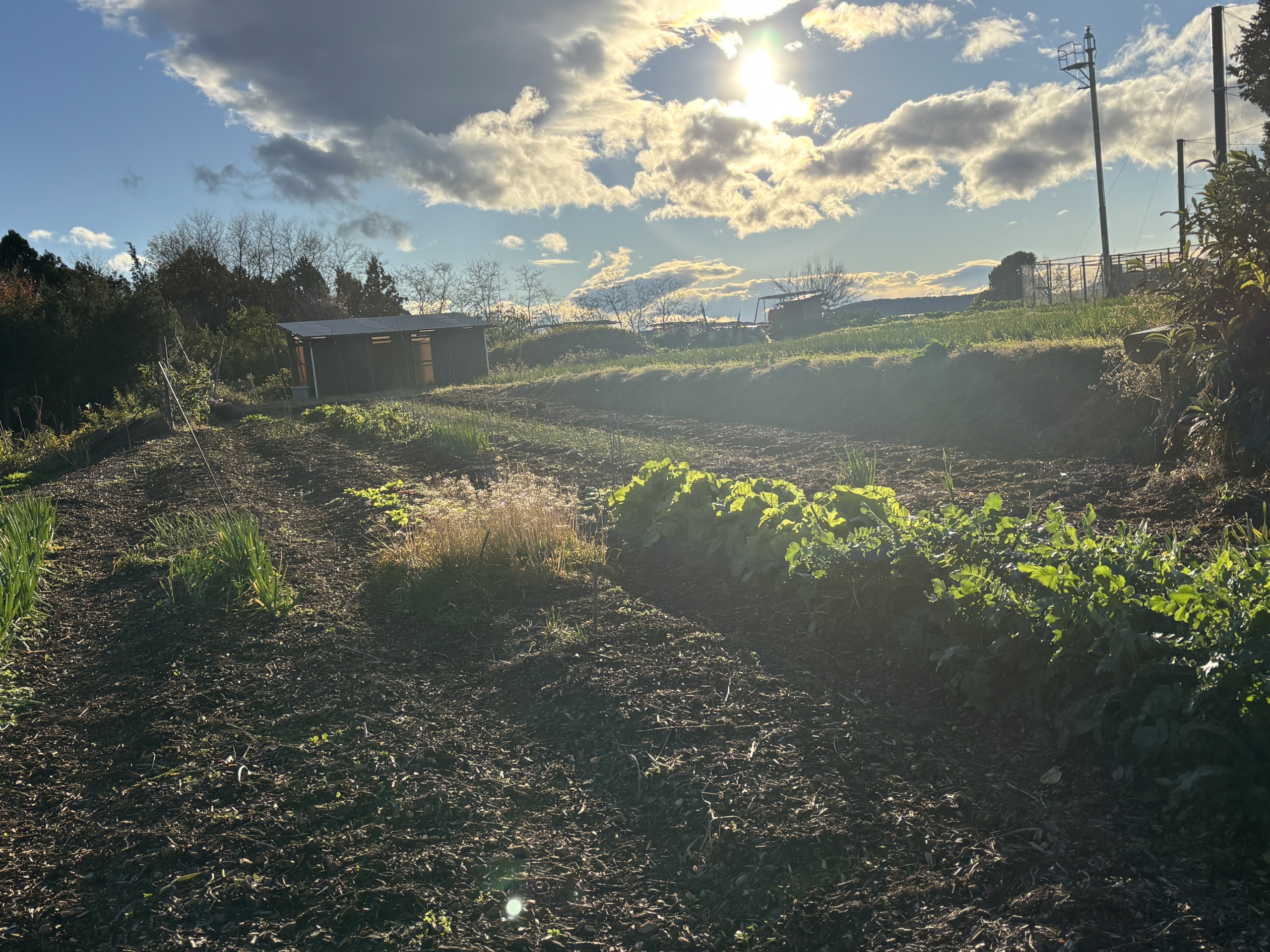 山の環境で育った昔ながらの自然栽培野菜