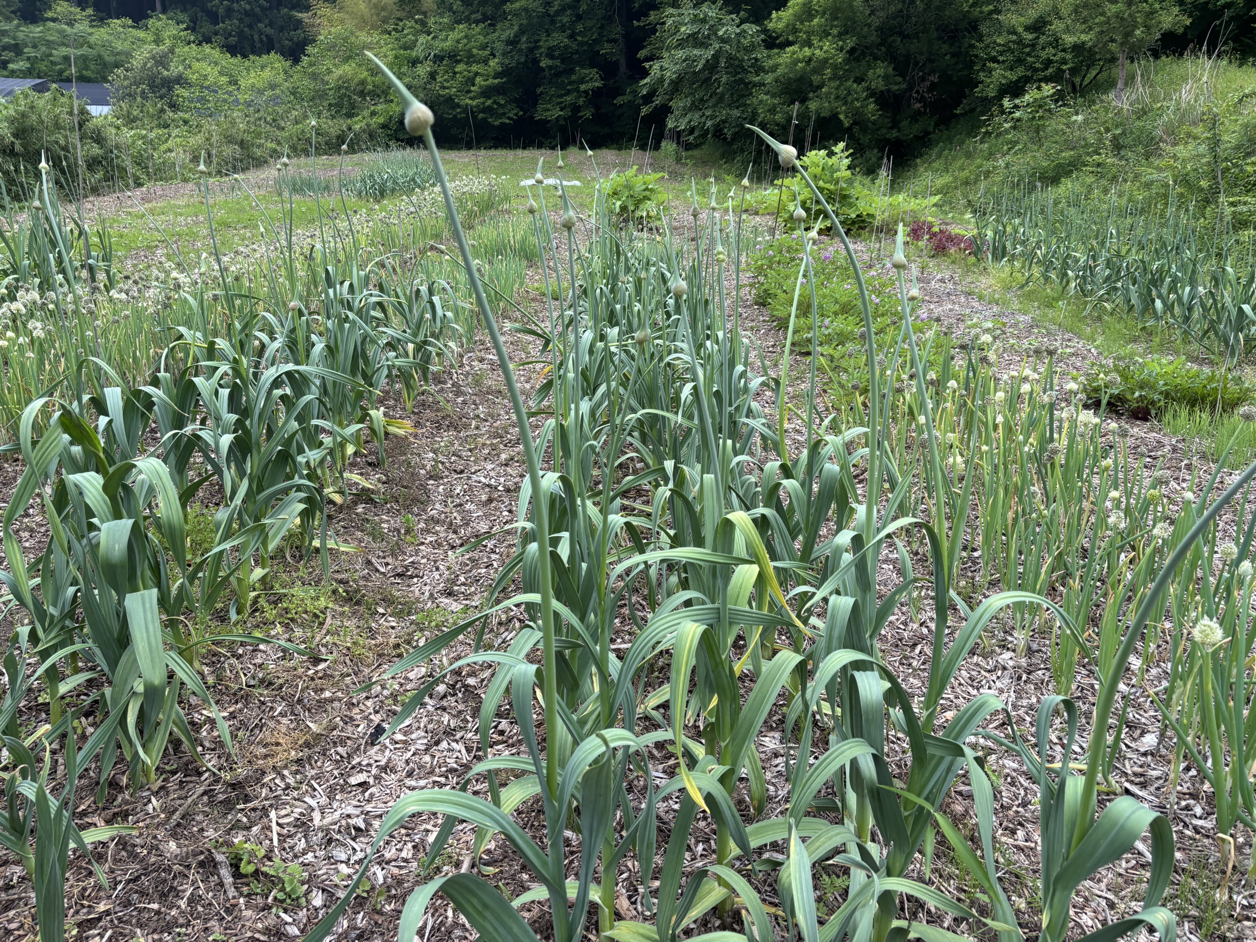 自然栽培野菜を通販でお届けします。